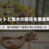 ペットと風水の関係を徹底解説｜犬・猫の居場所で運気が変わる理由とは