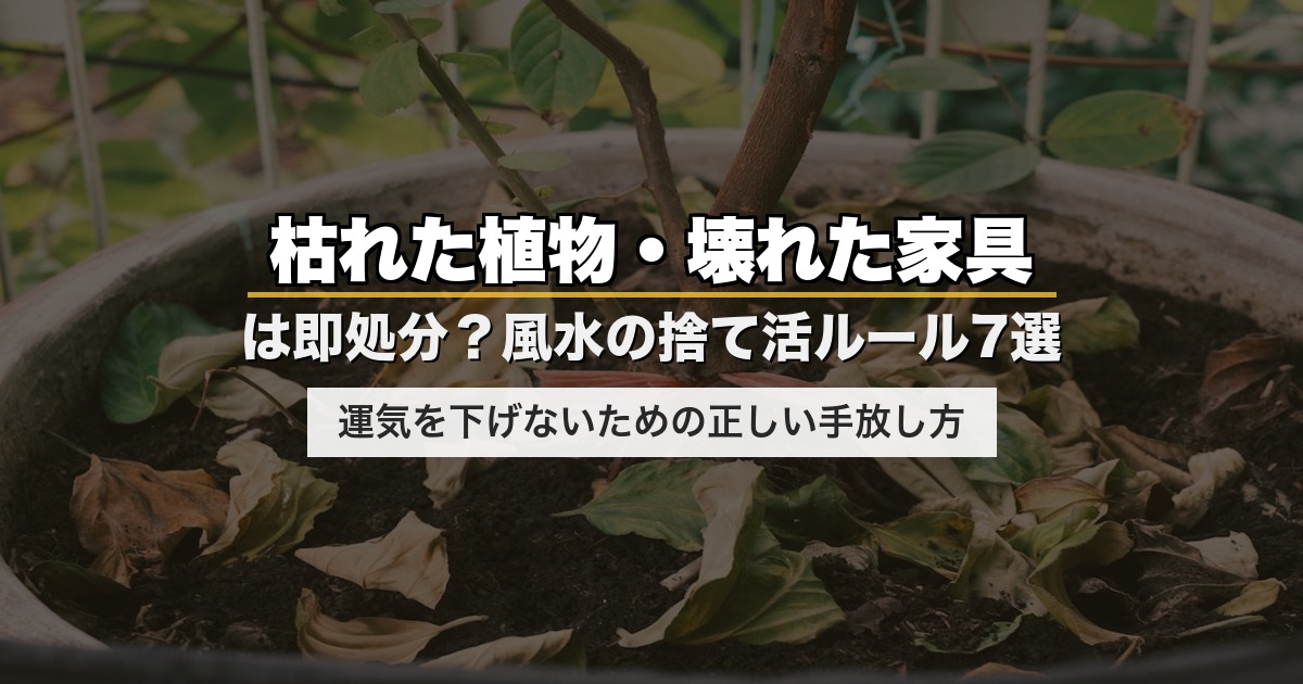 枯れた植物・壊れた家具は即処分？風水の捨て活ルール7選｜運気を下げないための正しい手放し方