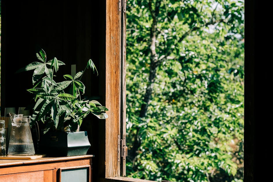 金運アップの観葉植物｜パキラやモンステラで開運